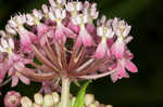 Swamp milkweed